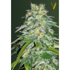 Семена конопли Parmesan (Cheese) Феминизированные Victory seeds